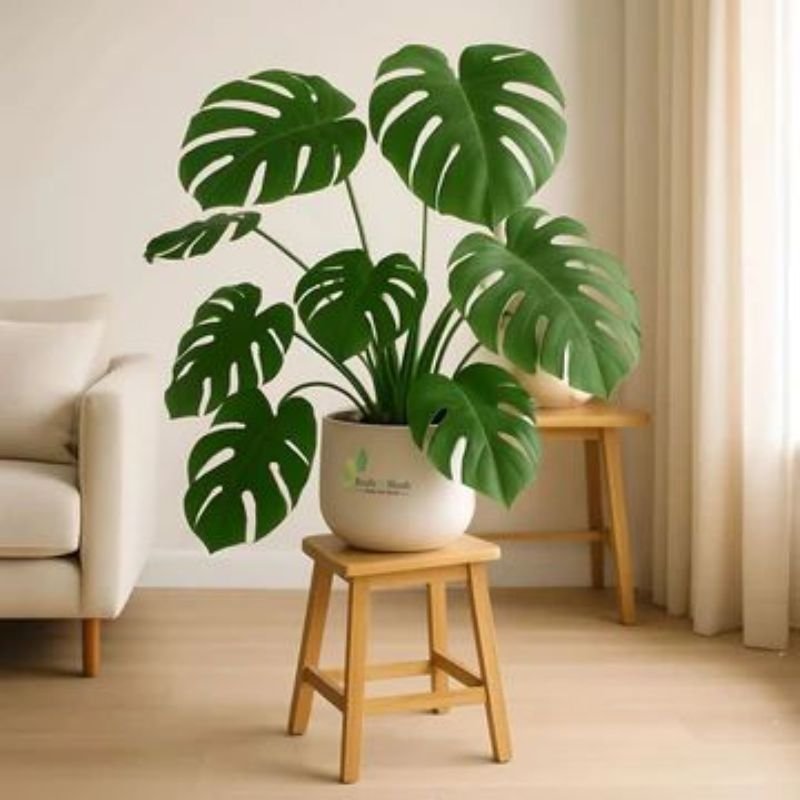 minimalist geometric plant stand indoor
