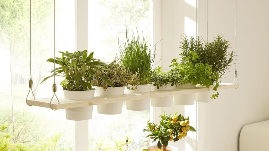 Wooden herb shelves with basil, mint, and rosemary in ceramic pots near a kitchen window.