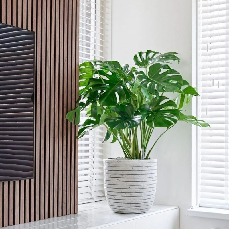 monstera deliciosa large indoor plant with split leaves in home