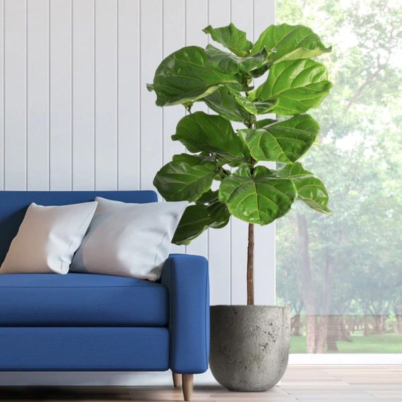 fiddle leaf fig plant indoor large ficus lyrata near window