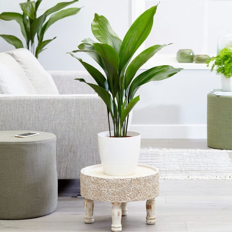 cast iron plant aspidistra low light indoor plant deep shade
