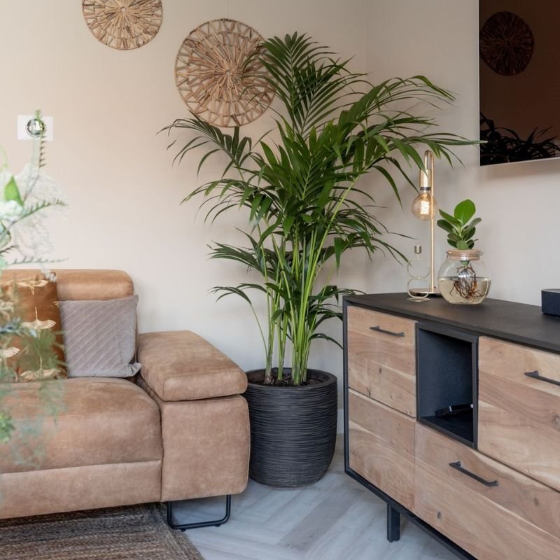 kentia palm indoor large plant in low light home interior