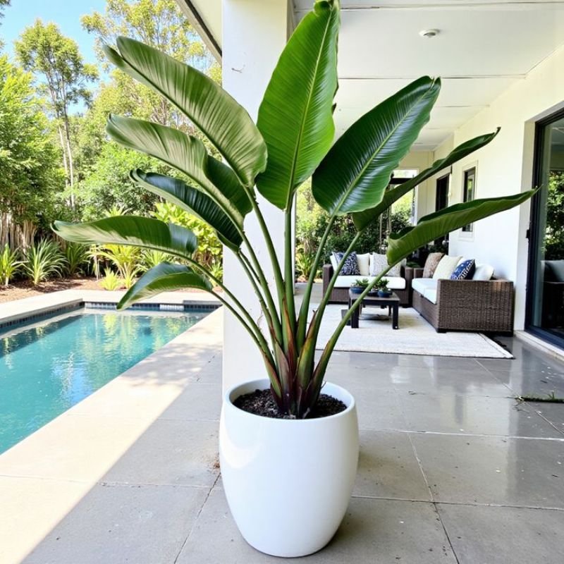 bird of paradise plant indoor tall tropical plant near window