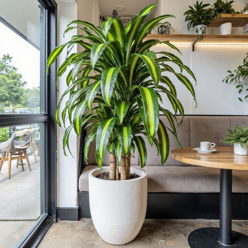 dracaena marginata tall indoor plant modern interior design