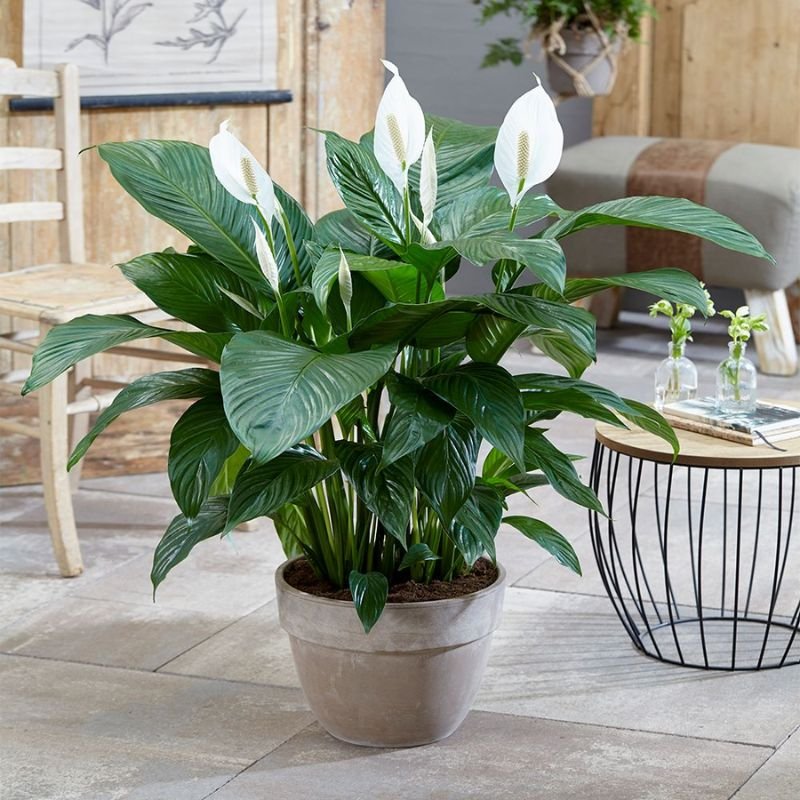 peace lily indoor plant low light white flowers home decor