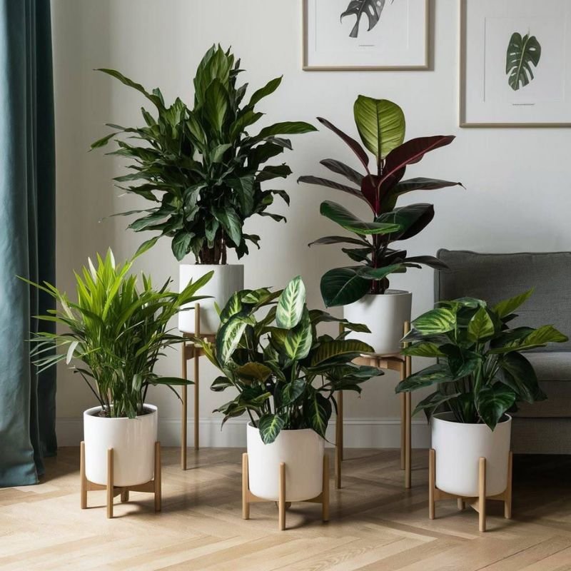 best placement ideas for large indoor plants in home decor
